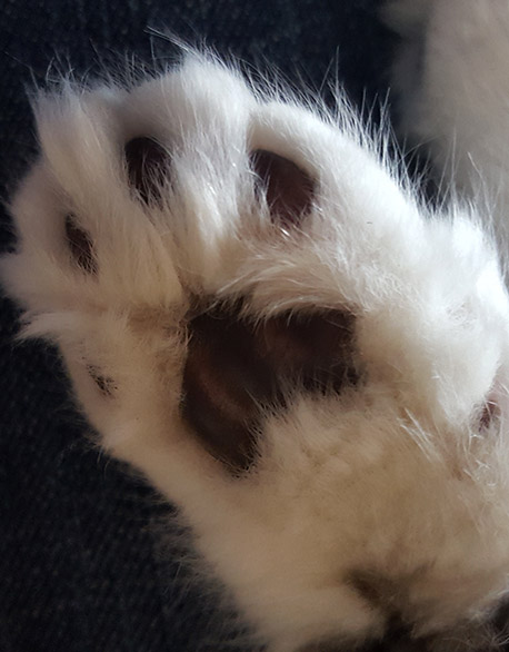 gattinorvegesi_chisiamo gattinorvegesi_chisiamo