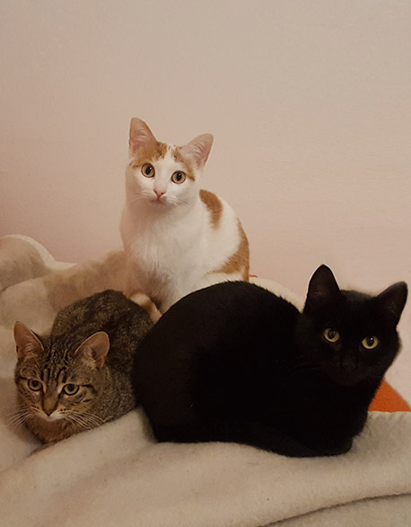 gattinorvegesi_gatti gattinorvegesi_gatti