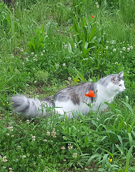 gattinorvegesi_razza gattinorvegesi_razza