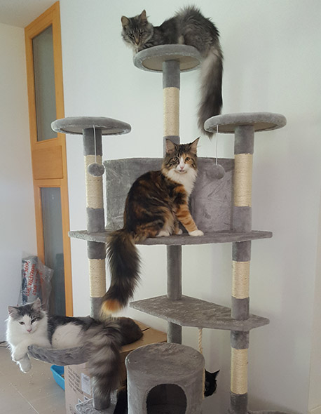 gattinorvegesi_all_neutri gattinorvegesi_all_neutri