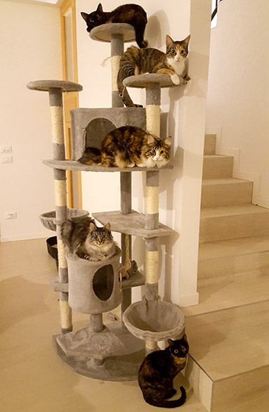 gattinorvegesi_chisiamo_unghie