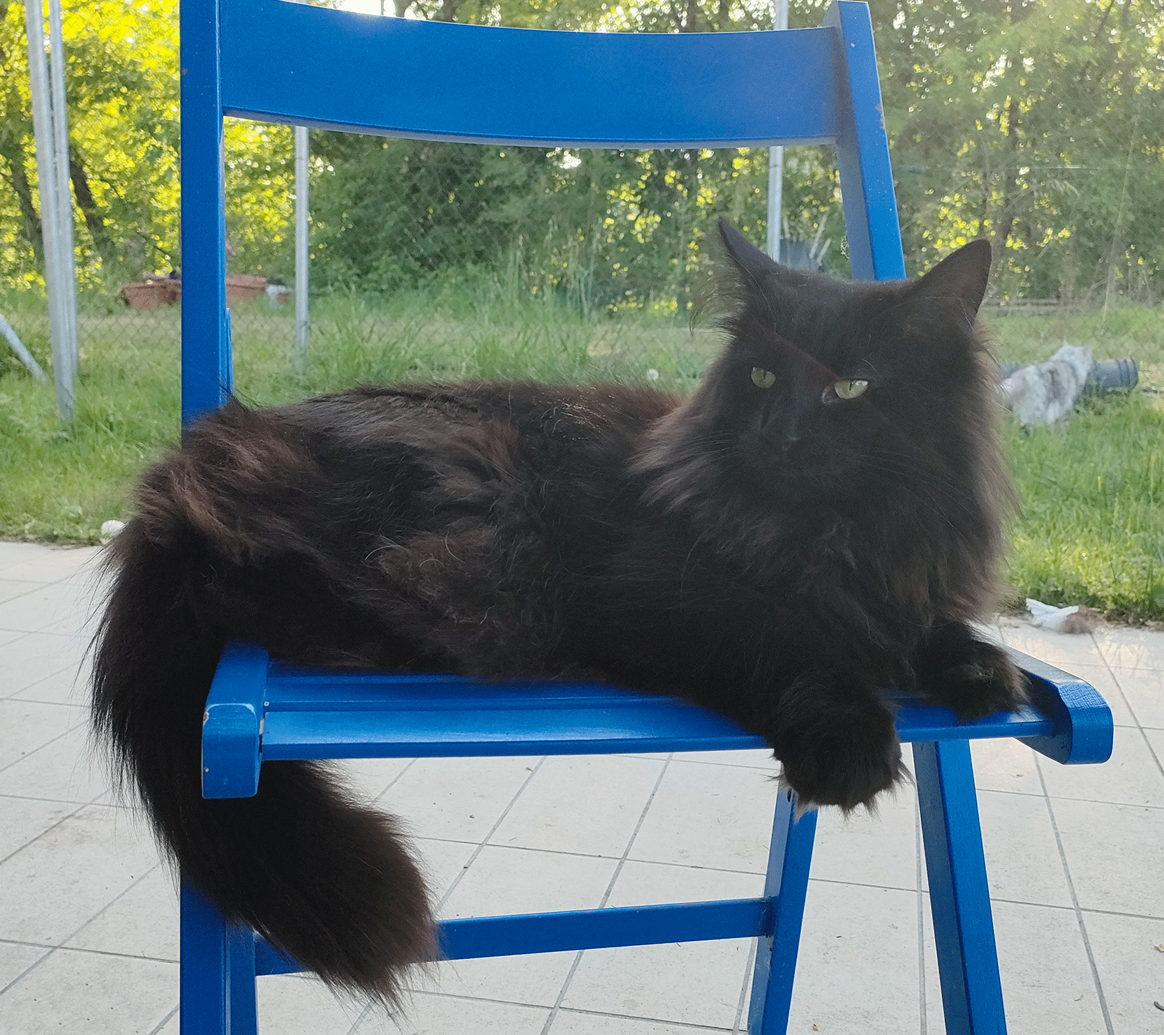 titti_img